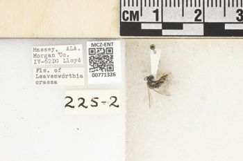 Media type: image;   Entomology 771326 Aspect: Labels